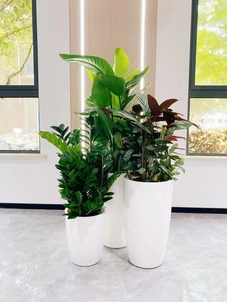 专业花木租摆，让宁波北仑更添生机